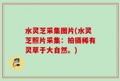 水灵芝采集图片(水灵芝照片采集：拍摄稀有灵草于大自然。)