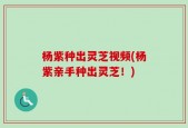 杨紫种出灵芝视频(杨紫亲手种出灵芝！)