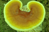 灵芝孢子粉哪家质量好？这你都不知道啊