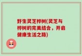 野生灵芝桦树(灵芝与桦树的完美结合，开启健康生活之路)
