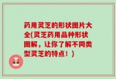 药用灵芝的形状图片大全(灵芝药用品种形状图解，让你了解不同类型灵芝的特点！)