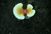 灵芝孢子粉不适合什么人吃？别再乱吃了
