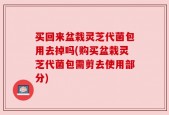 买回来盆栽灵芝代菌包用去掉吗(购买盆栽灵芝代菌包需剪去使用部分)