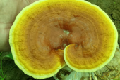 灵芝孢子粉的正确吃法是什么？教你正确服用灵芝孢子粉