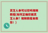 灵芝人参可以挖吗视频教程(如何正确挖掘灵芝人参？视频教程来教你！)