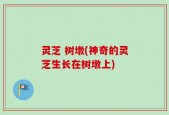 灵芝 树墩(神奇的灵芝生长在树墩上)