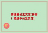 砖缝里长出灵芝(神奇！砖缝中长出灵芝)