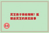 灵芝孢子采收视频？狐狸送灵芝的真实故事