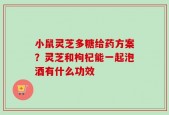 小鼠灵芝多糖给药方案？灵芝和枸杞能一起泡酒有什么功效