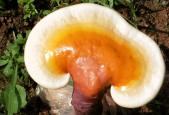 什么样的灵芝孢子粉才是好的？快来了解一下！