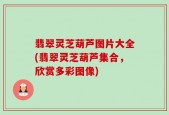 翡翠灵芝葫芦图片大全(翡翠灵芝葫芦集合，欣赏多彩图像)
