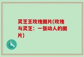 灵芝王玫瑰图片(玫瑰与灵芝：一张动人的图片)