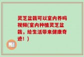 灵芝盆栽可以室内养吗视频(室内种植灵芝盆栽，给生活带来健康奇迹！)
