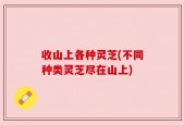收山上各种灵芝(不同种类灵芝尽在山上)