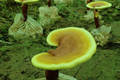 灵芝孢子粉怎样吃才好呢？当然是这样！