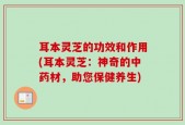 耳本灵芝的功效和作用(耳本灵芝：神奇的中药材，助您保健养生)