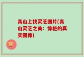 高山上找灵芝图片(高山灵芝之美：惊艳的真实图像)