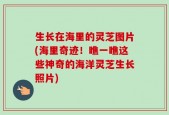 生长在海里的灵芝图片(海里奇迹！瞧一瞧这些神奇的海洋灵芝生长照片)