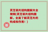 灵芝装片结构图解大全视频(灵芝装片结构图解，全面了解灵芝片的构成和作用！)