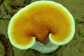 灵芝孢子粉怎么吃法最好？90%的人都不会吃