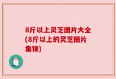 8斤以上灵芝图片大全(8斤以上的灵芝图片集锦)