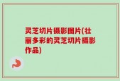 灵芝切片摄影图片(壮丽多彩的灵芝切片摄影作品)