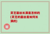 灵芝菌丝长满是怎样的(灵芝的菌丝是如何长满的)