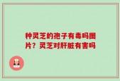 种灵芝的孢子有毒吗图片？灵芝对肝脏有害吗