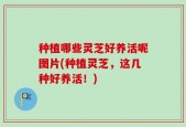 种植哪些灵芝好养活呢图片(种植灵芝，这几种好养活！)