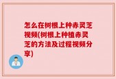 怎么在树根上种赤灵芝视频(树根上种植赤灵芝的方法及过程视频分享)
