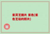紫灵芝图片 紫色(紫色芝菇的照片)