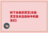树下白色的灵芝(白色灵芝生长在森林中的朋友们)