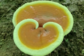 灵芝孢子粉能治病吗？你绝对不知道！