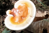 灵芝孢子粉味道是苦的吗？原来还有这么多门门道道