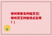 柳州哪里有种植灵芝(柳州灵芝种植地点在哪？)