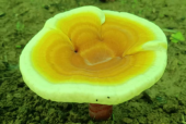 灵芝孢子粉什么牌子的是正品？居然一直没买对！