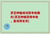 灵芝种植成功获丰收图片(灵芝种植获得丰收，喜讯传无穷)