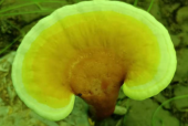 灵芝孢子粉的正确吃法与用量，越早知道就越早获得健康！