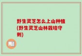 野生灵芝怎么上山种植(野生灵芝山林栽培守则)