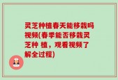灵芝种植春天能移栽吗视频(春季能否移栽灵芝种 植，观看视频了解全过程)