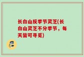 长白山反季节灵芝(长白山灵芝不分季节，每天皆可寻觅)