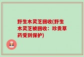 野生木灵芝回收(野生木灵芝被回收：珍贵草药受到保护)