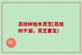 荔枝树枯木灵芝(荔枝树干涸，灵芝重生)