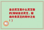 金边灵芝是什么灵芝做的(探秘金边灵芝，越南珍贵灵芝的奇妙之处！)
