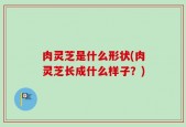 肉灵芝是什么形状(肉灵芝长成什么样子？)