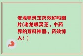 老龙眼灵芝药效好吗图片(老龙眼灵芝，中药界的双料神器，药效惊人！)