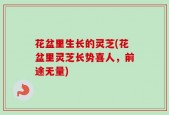 花盆里生长的灵芝(花盆里灵芝长势喜人，前途无量)