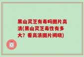黑山灵芝有毒吗图片高清(黑山灵芝毒性有多大？看高清图片揭晓)