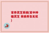 家养灵芝采摘(家中种植灵芝 采摘养生无忧)