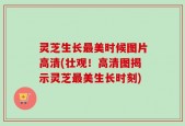灵芝生长最美时候图片高清(壮观！高清图揭示灵芝最美生长时刻)